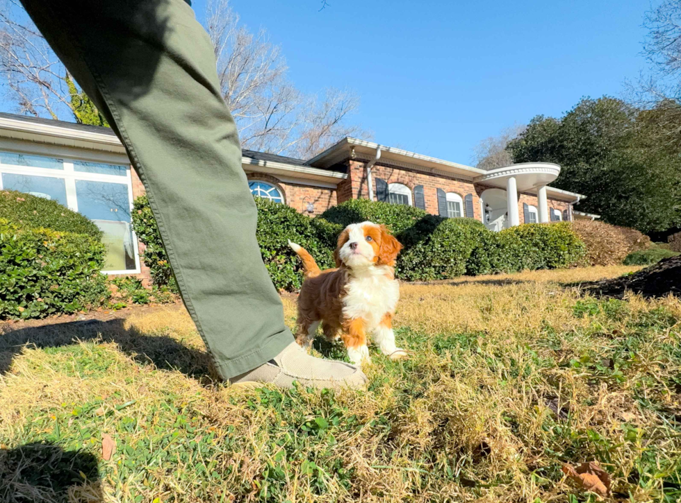 Cute Cavapoo Baby