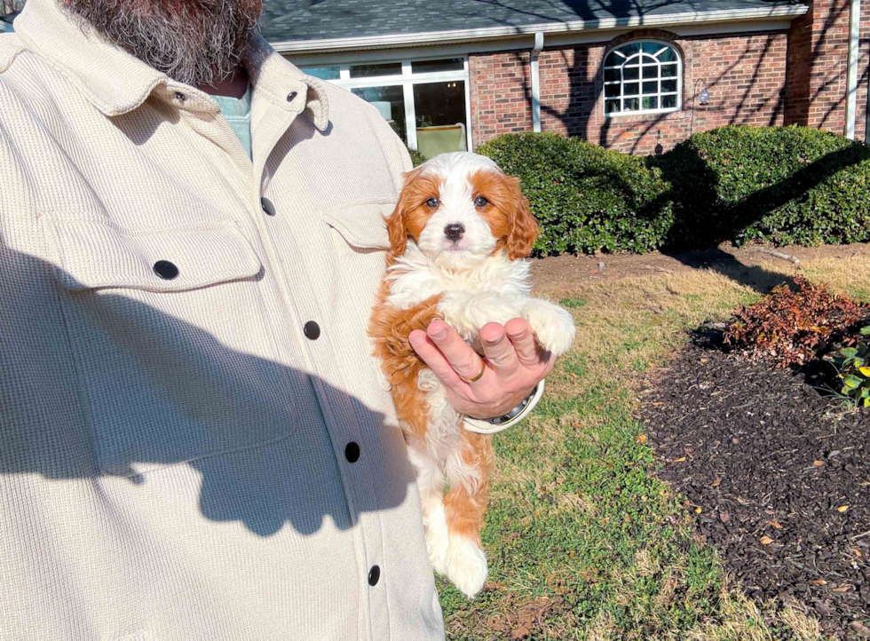 Best Cavapoo Baby