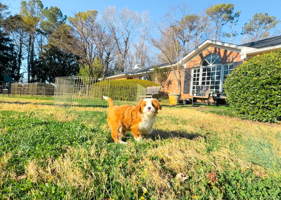 Cavapoo Pup Being Cute