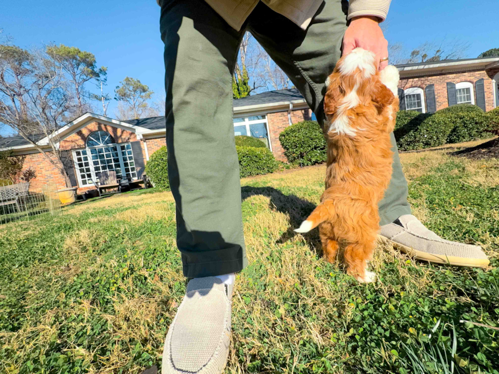Cavapoo Pup Being Cute