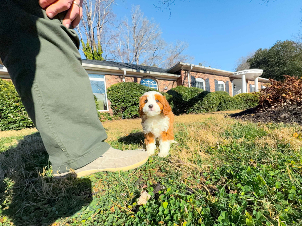 Cavapoo Puppy for Adoption