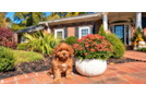 Best Cavapoo Baby