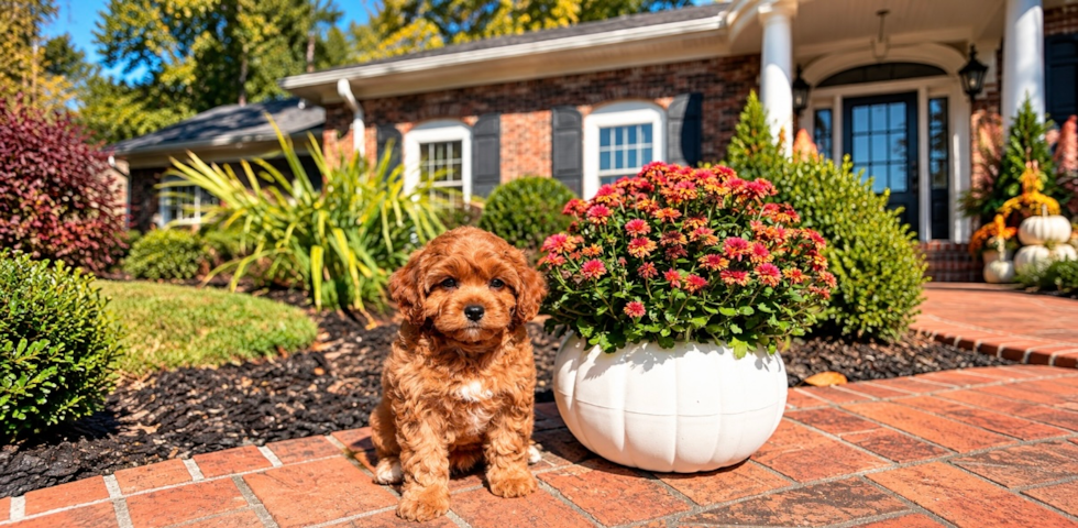 Best Cavapoo Baby