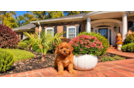 Cute Cavapoo Baby
