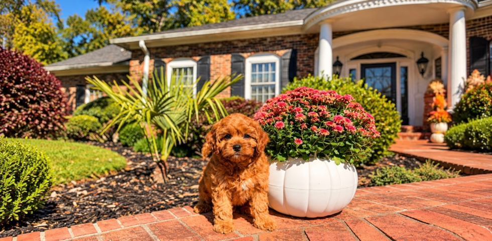 Cute Cavapoo Baby