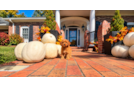 Cavapoo Pup Being Cute
