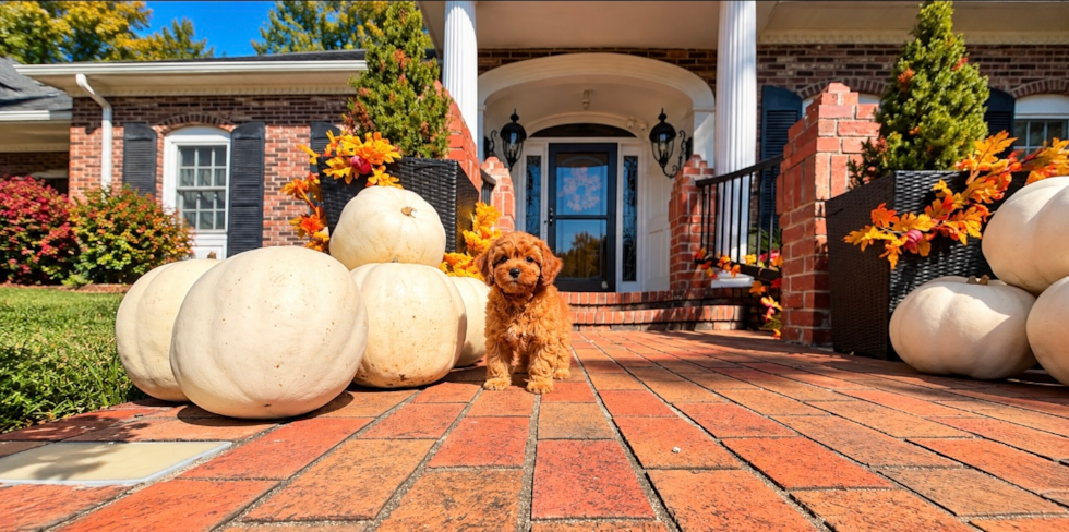Cavapoo Pup Being Cute