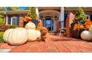 Cute Cavapoo Baby