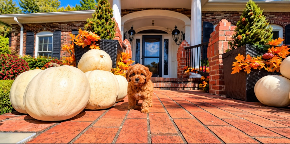 Cute Cavapoo Baby
