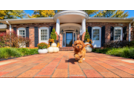 Cavapoo Pup Being Cute