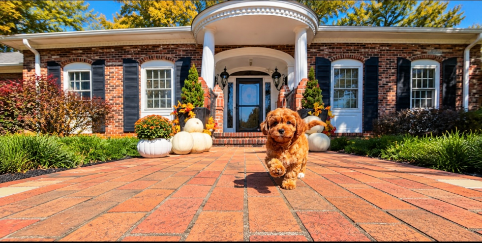 Cavapoo Pup Being Cute