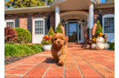 Cute Cavapoo Poodle Mix Pup