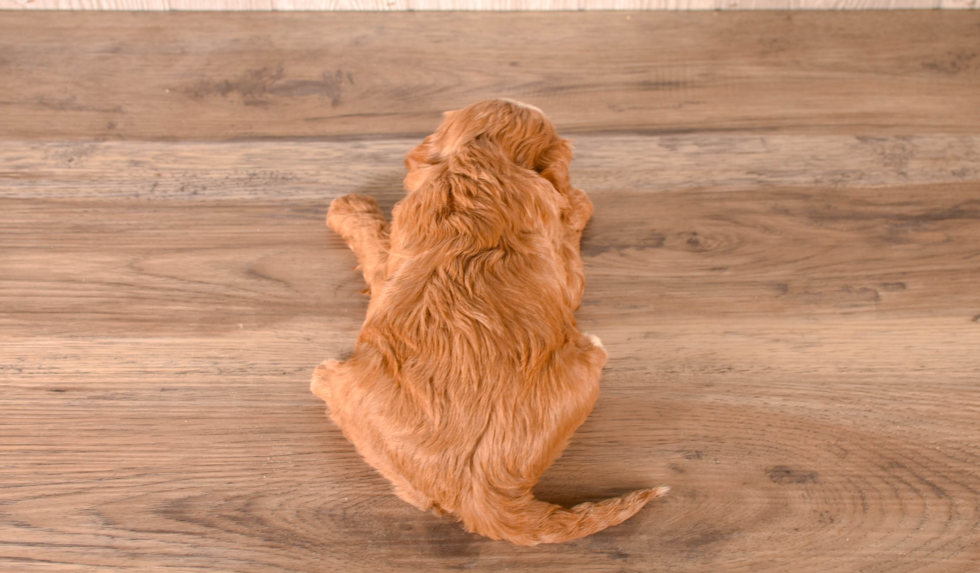 Cute Cavadoodle Poodle Mix Puppy