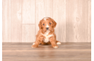 Cavapoo Puppy for Adoption