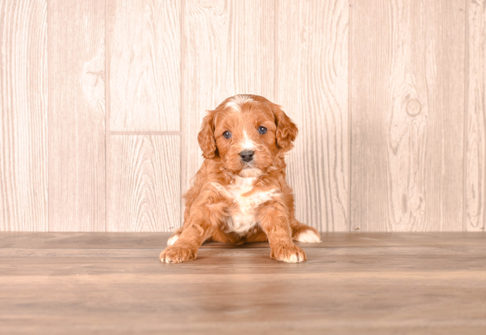 Cavapoo Puppy for Adoption