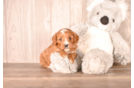 Best Cavapoo Baby