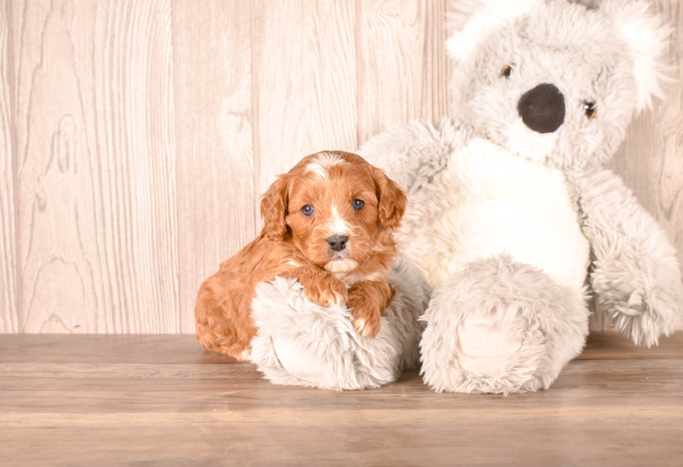 Best Cavapoo Baby