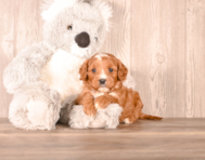 7 week old Cavapoo Puppy For Sale - Simply Southern Pups