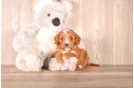 Cavapoo Pup Being Cute