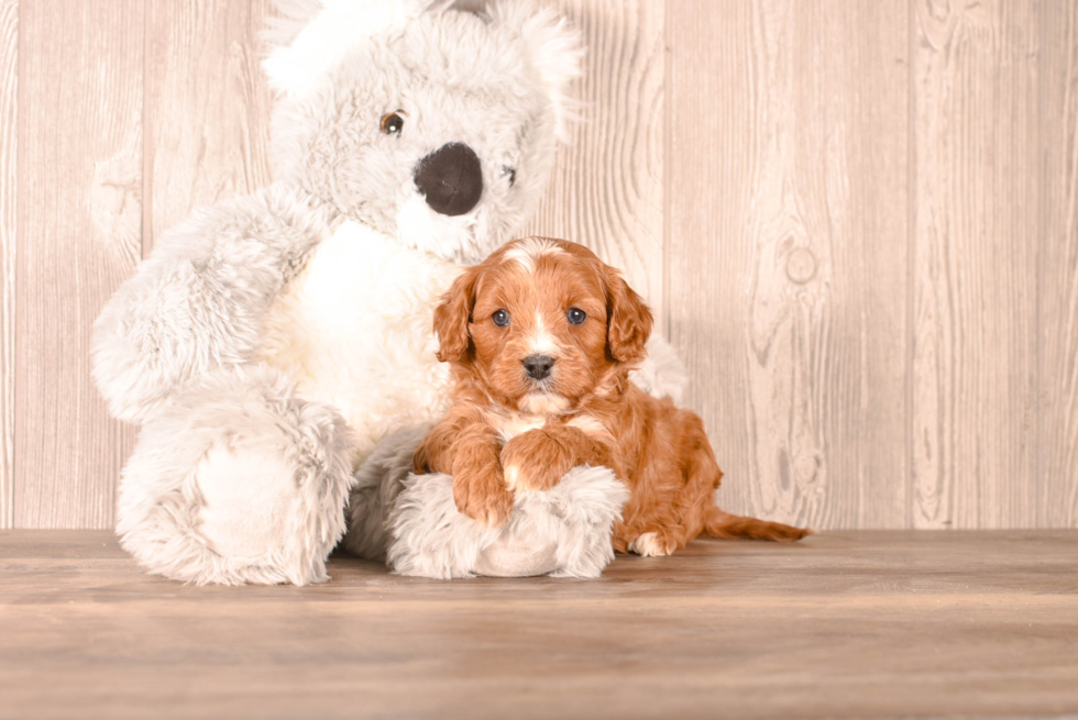 Cavapoo Pup Being Cute