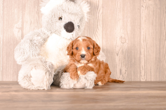 Cavapoo Pup Being Cute