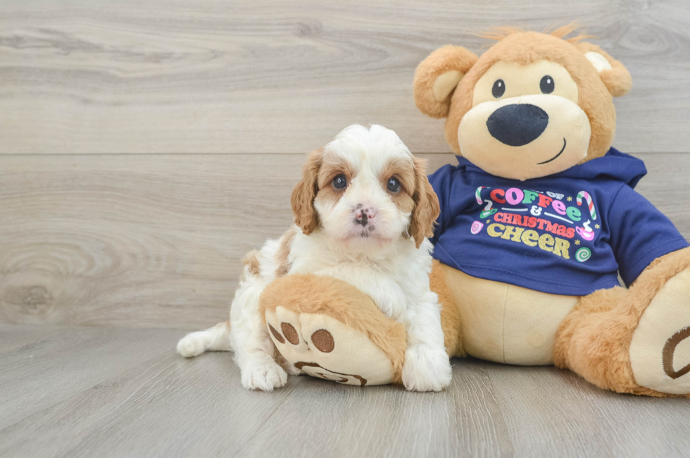 5 week old Cavapoo Puppy For Sale - Simply Southern Pups