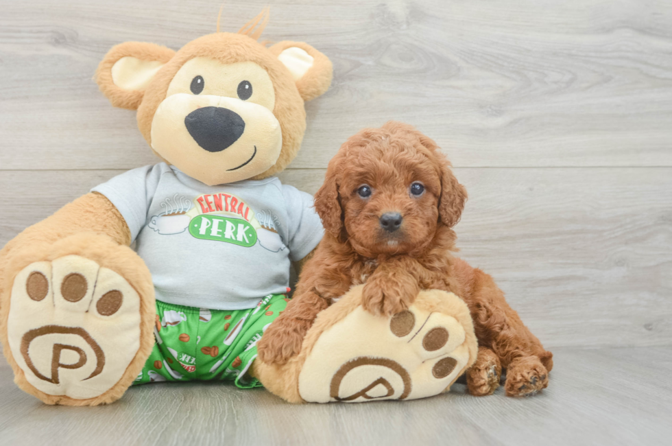 6 week old Cavapoo Puppy For Sale - Simply Southern Pups