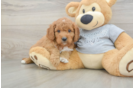 Cavapoo Puppy for Adoption