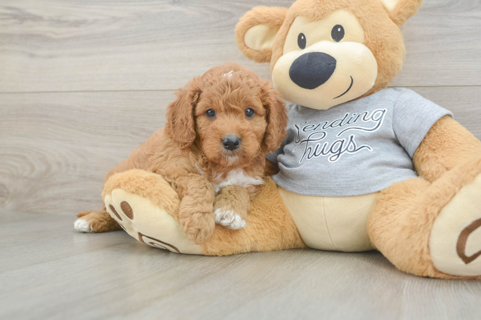 Cavapoo Puppy for Adoption