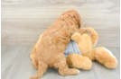 Cavapoo Puppy for Adoption