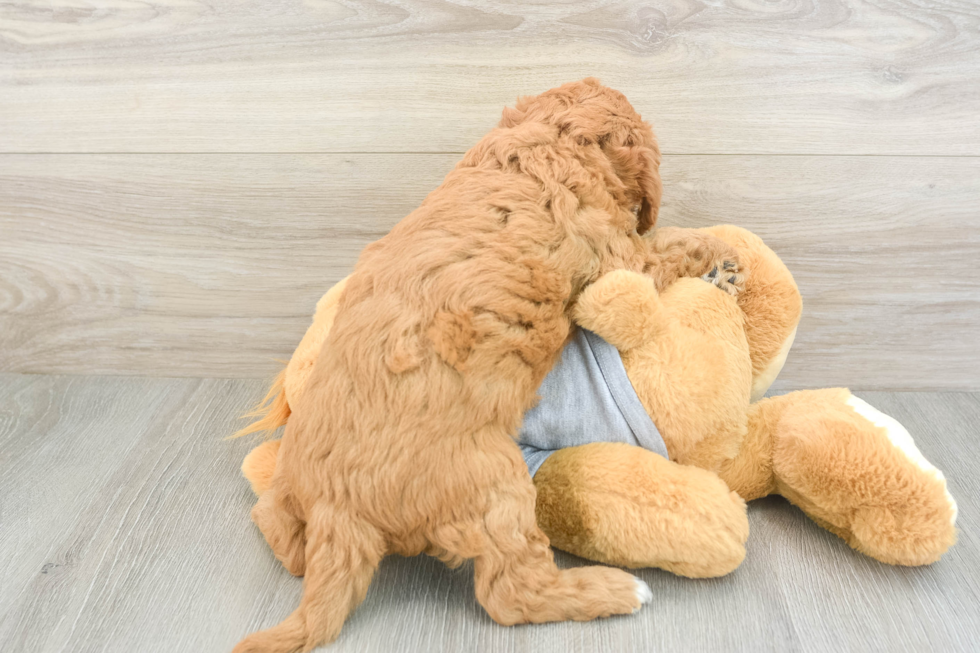 Cavapoo Puppy for Adoption
