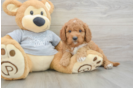 Small Cavapoo Baby