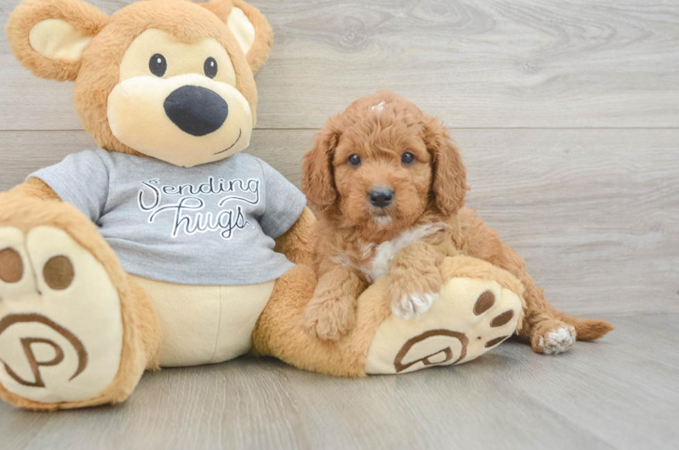 5 week old Cavapoo Puppy For Sale - Simply Southern Pups