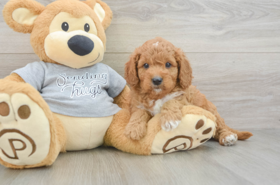 Small Cavapoo Baby