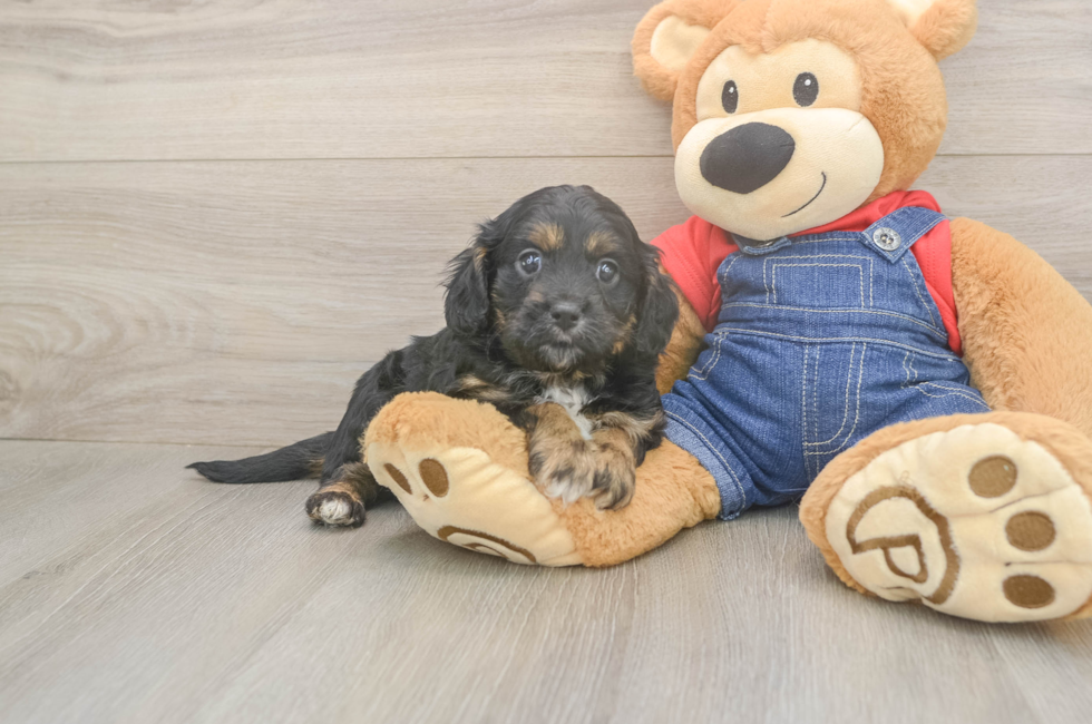 5 week old Cavapoo Puppy For Sale - Simply Southern Pups