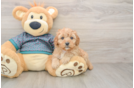 Cavapoo Puppy for Adoption