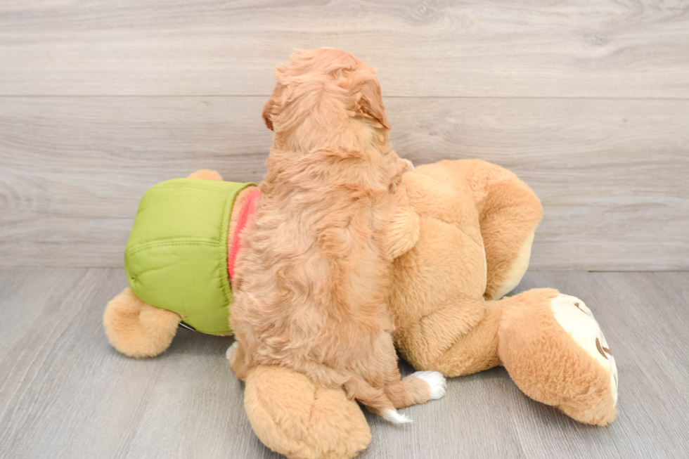 Popular Cavapoo Poodle Mix Pup