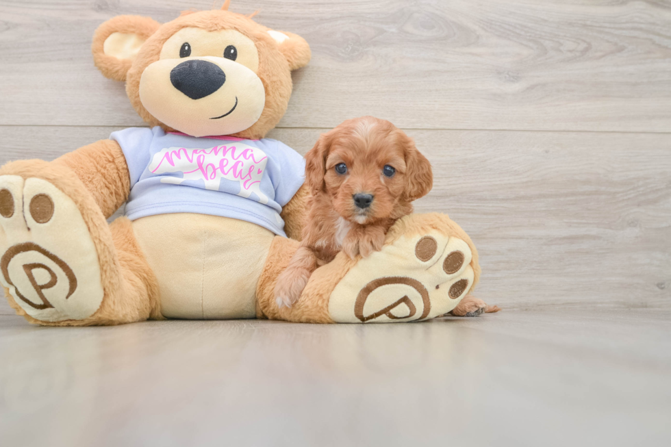 Cavapoo Pup Being Cute
