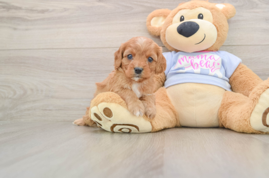 Cavapoo Puppy for Adoption