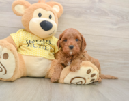 8 week old Cavapoo Puppy For Sale - Simply Southern Pups