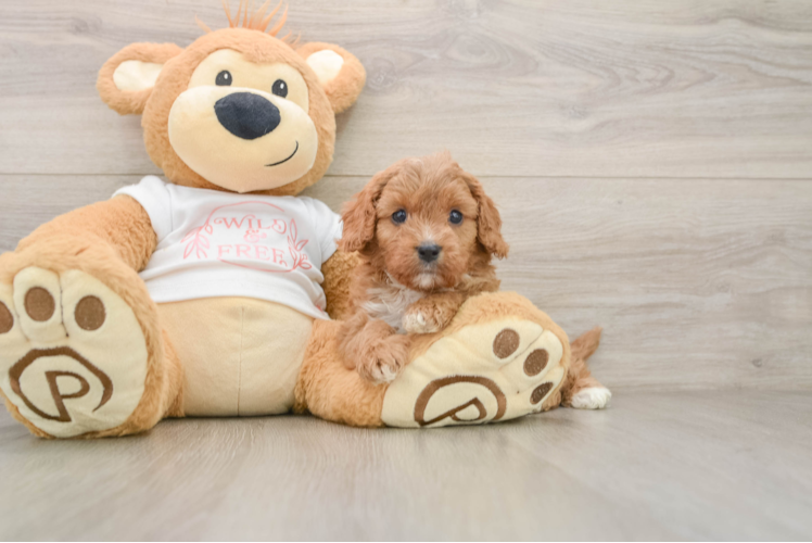 Small Cavapoo Baby