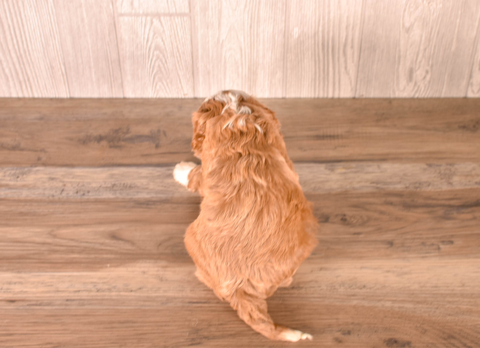Cute Cavapoo Poodle Mix Pup