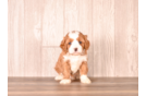 Cavapoo Puppy for Adoption