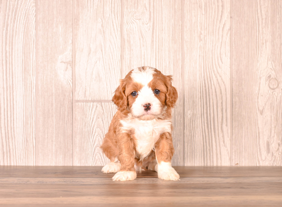 Cavapoo Puppy for Adoption