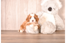 Cavapoo Puppy for Adoption