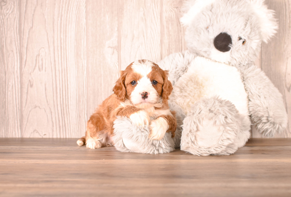 Cavapoo Puppy for Adoption