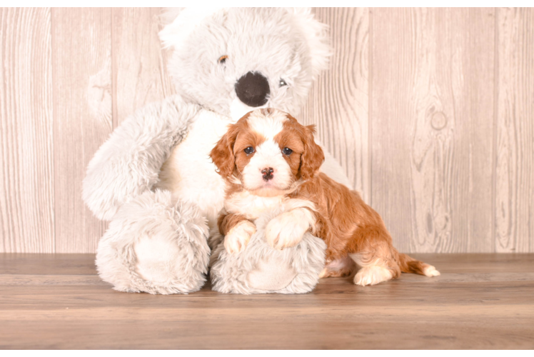 Cute Cavipoo Poodle Mix Puppy