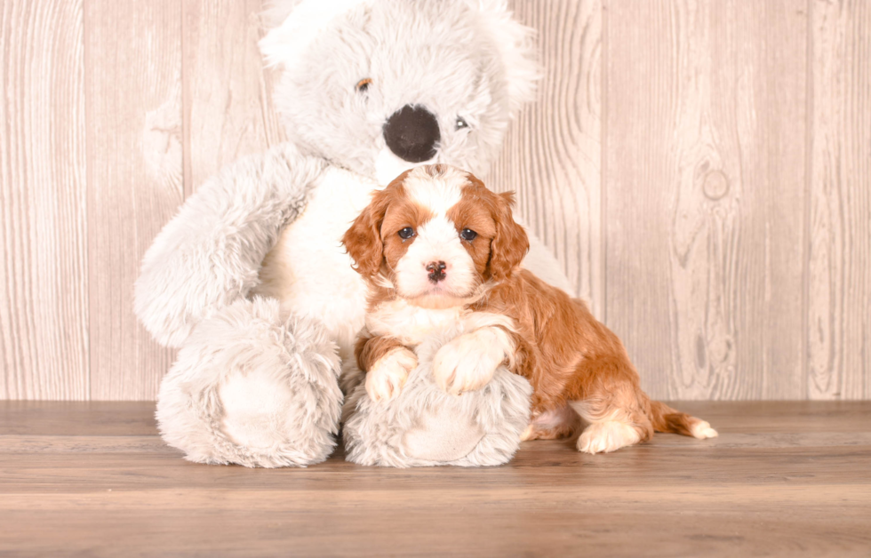 Cute Cavipoo Poodle Mix Puppy