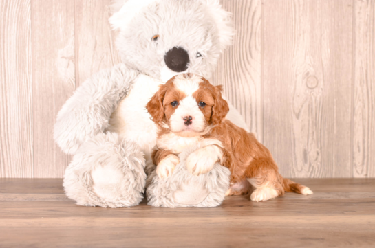 Cute Cavipoo Poodle Mix Puppy