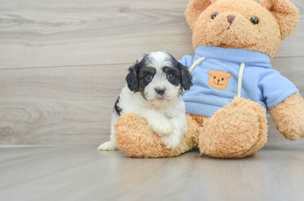 5 week old Cavapoo Puppy For Sale - Simply Southern Pups